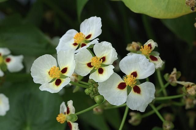 Green Katniss Plant Seeds for Planting – Heirloom & Non-GMO Ornamental Wetland Plant Seeds