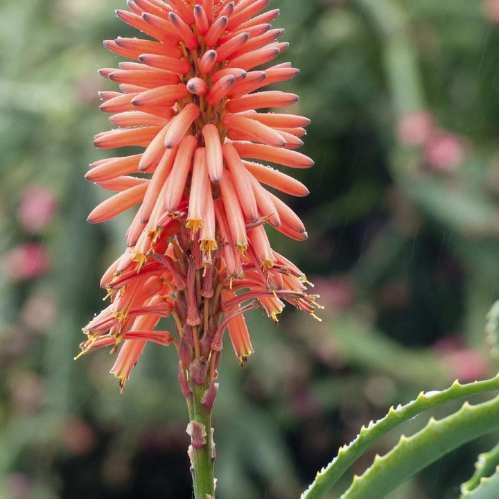 Edible Aloe Vera Flower Seeds for Planting – Heirloom, Non-GMO, High Germination Organic Garden Seeds