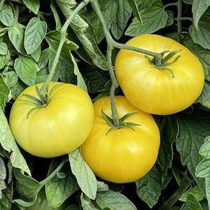 Tomato Seeds for Planting – Heirloom & Non-GMO Rare Yellow Variety