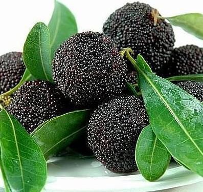 Black Myrica Rubra Fruit Seeds – Heirloom, Non-GMO Seeds for Exotic Asian Fruit Garden Planting
