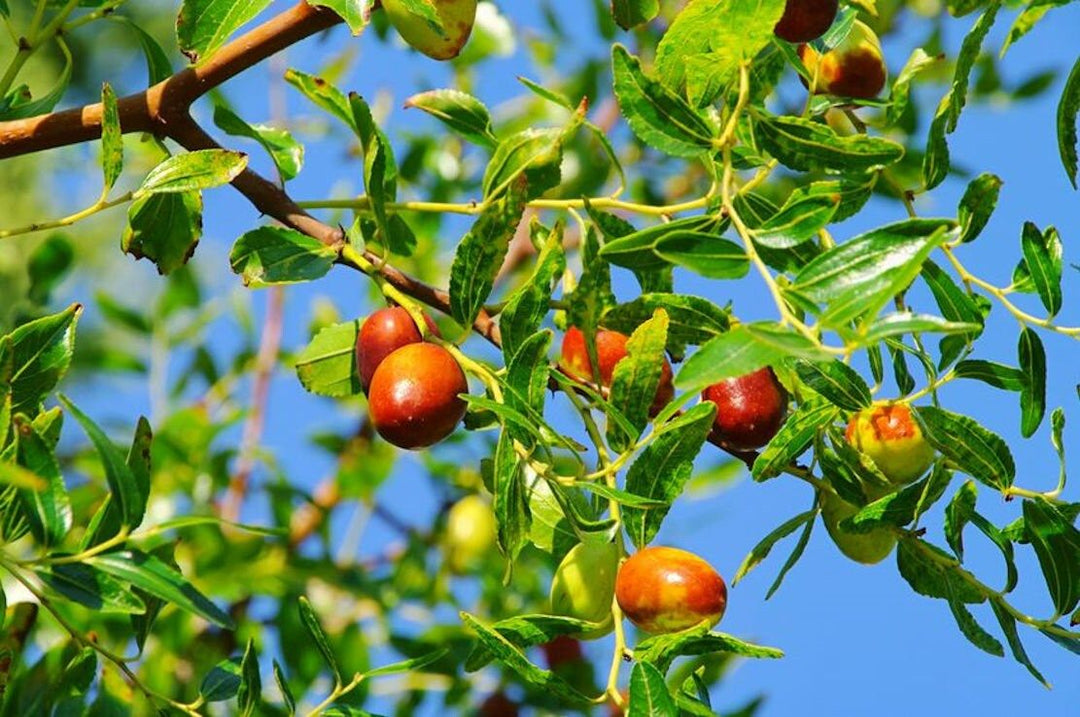 Green Ziziphus Herb Seeds for Planting – Heirloom, Non-GMO, Organic Garden Seeds with High Germination