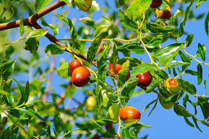 Green Ziziphus Herb Seeds for Planting – Heirloom, Non-GMO, Organic Garden Seeds with High Germination