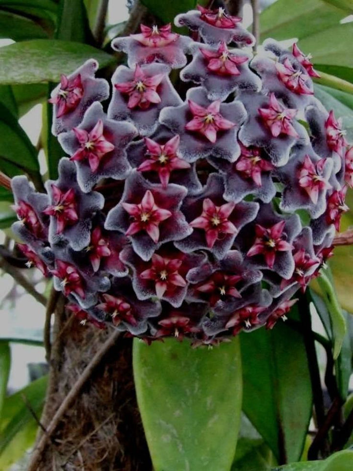Purple Red Hoya Flower Seeds for Planting – Heirloom Non-GMO Seeds, High Germination Organic Garden Seeds