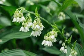 White Solomon’s Flower Seeds for Planting | Heirloom Non-GMO Organic Garden Seeds | Cottage Garden Essential, 100pcs