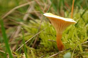 Chanterelle Spores for Planting – Heirloom & Non-GMO Forest-Inspired Mushroom Variety