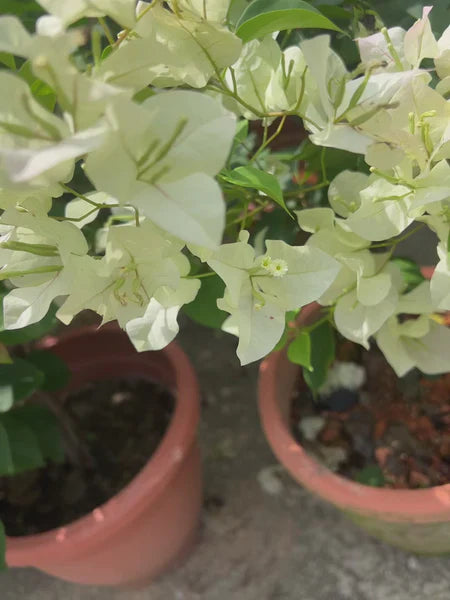 Flower Seeds, Seeds,Seeds For Planting,Plant Seeds