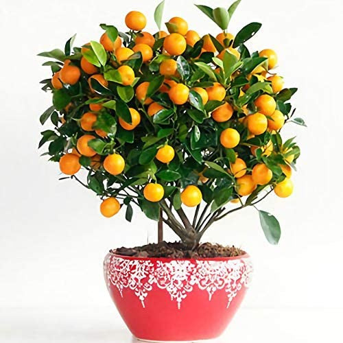 Bonsai Orange Tree Seeds for Planting – Heirloom, Non-GMO Citrus Seeds for Edible Compact Trees