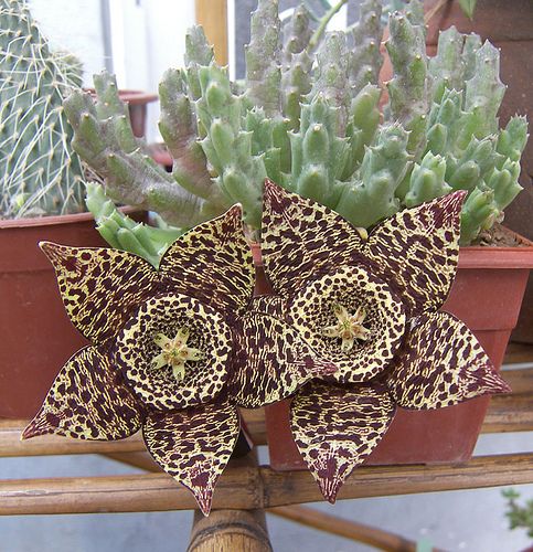 Stapelia Pulchella Flower Seeds for Planting – Heirloom Non-GMO Seeds for Home Garden