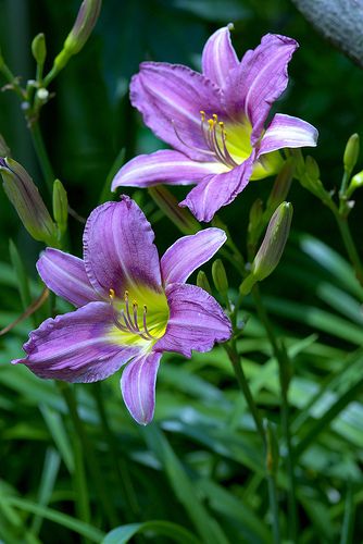 Violet Amaryllis Barbados Flower Seeds for Planting – Heirloom Non-GMO High Germination Organic Garden Seeds