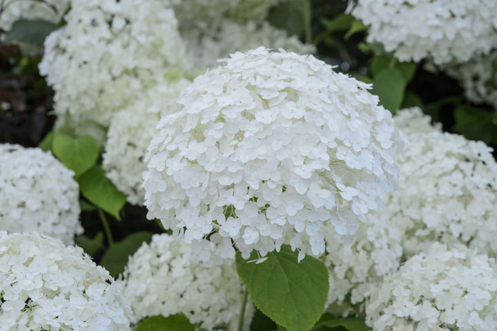 Hydrangeas Annabelle Flower Seeds for Planting | Heirloom Non-GMO High Germination Organic Garden Seeds