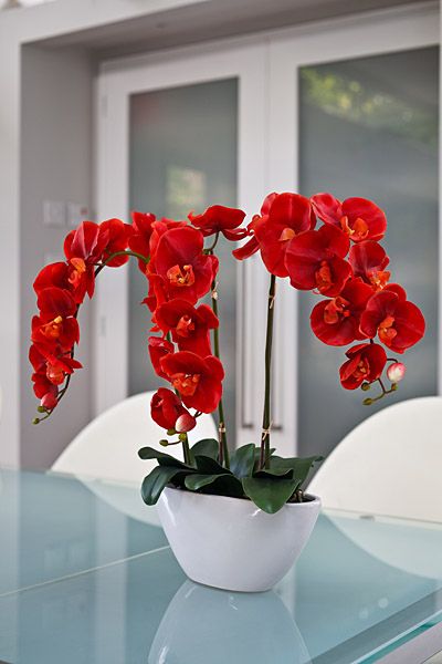 Red Phalaenopsis Orchid Flower Seeds for Planting – Heirloom Non-GMO Organic Garden Seeds with High Germination