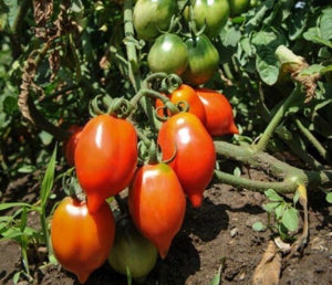Piennolo Tomato Seeds for Planting – Heirloom & Non-GMO Italian Gourmet Variety