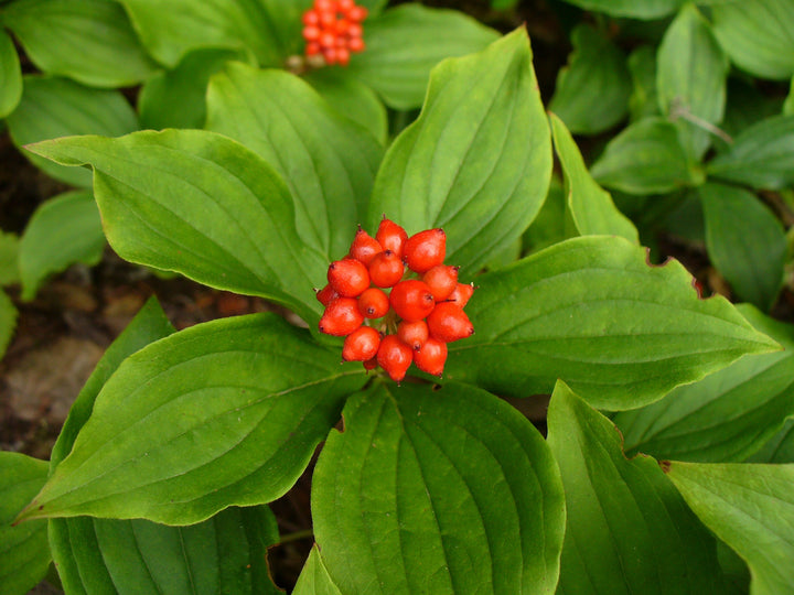 Bunchberry Fruit Seeds – Heirloom, Non-GMO Seeds for Cold Climate Edible Garden Planting