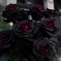 Red and Black Rose Flower Seeds for Planting – Heirloom, Non-GMO, High Germination Organic Garden Seeds
