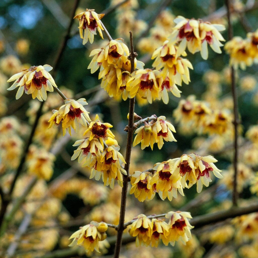 Yellow Chimonanthus Flower Seeds for Planting – Heirloom Non-GMO, High Germination Organic Garden Seeds