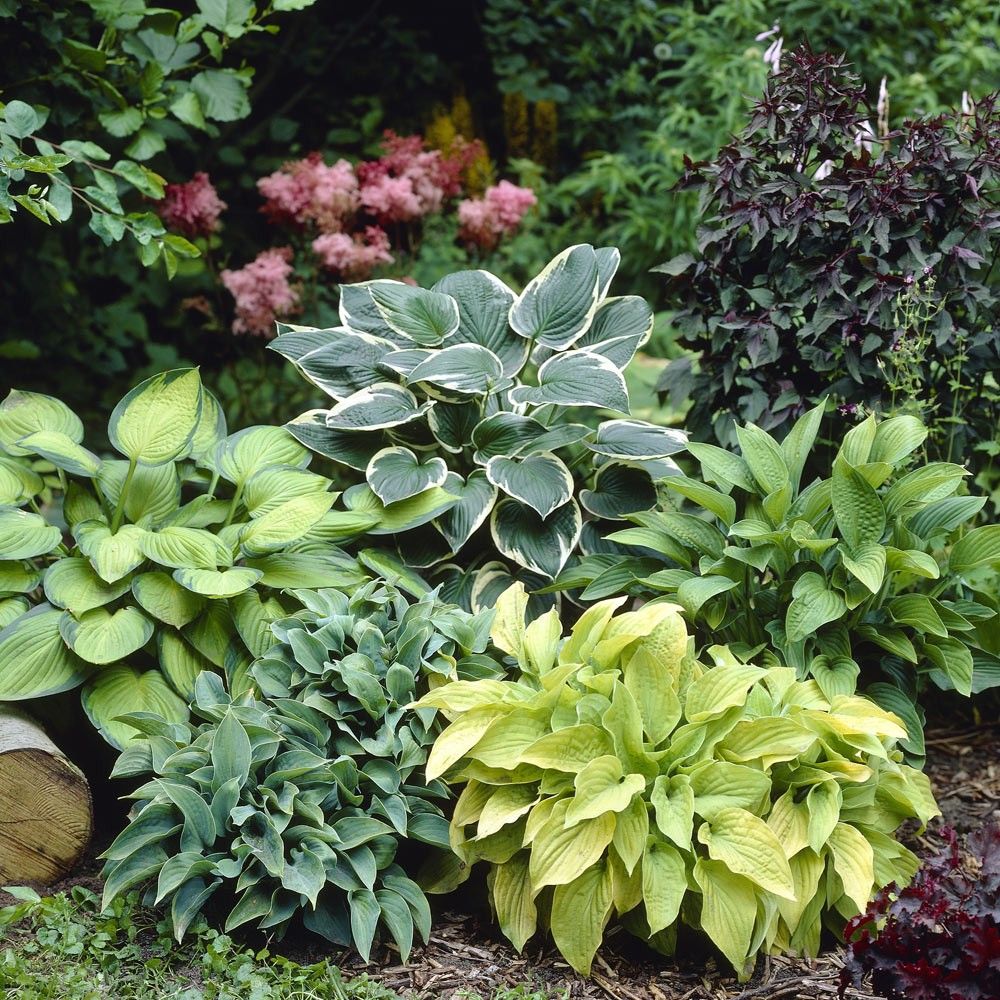 Hosta Jardin Flower Seeds for Planting – Heirloom, Non-GMO, Fragrant Blossoms, Organic Garden Seeds