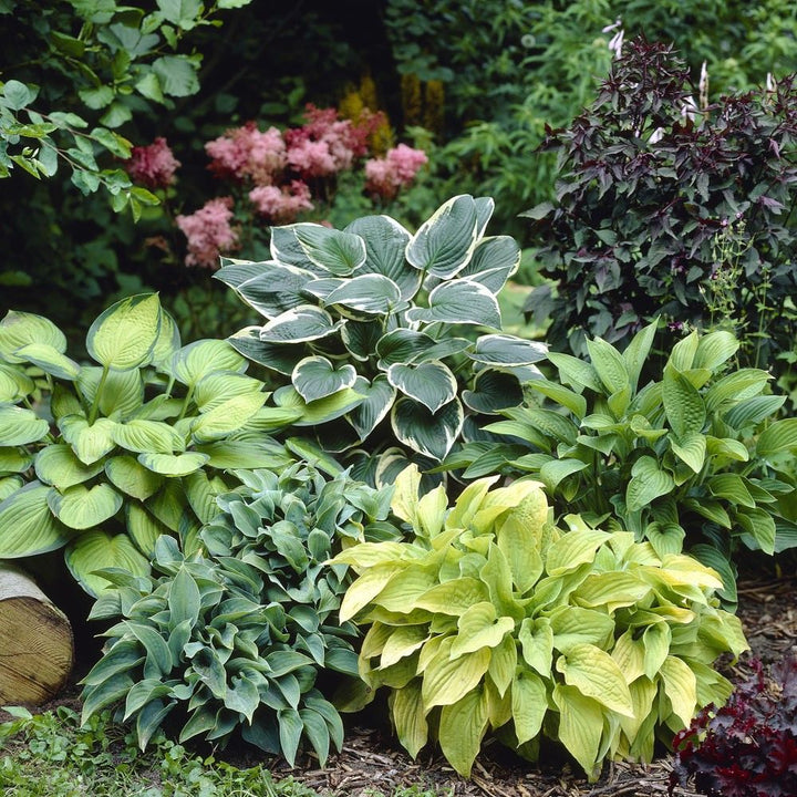 Hosta Jardin Flower Seeds for Planting – Heirloom, Non-GMO, Fragrant Blossoms, Organic Garden Seeds