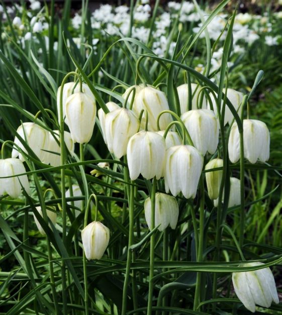 White Fritillaria Flower Seeds for Planting – Heirloom, Non-GMO, High Germination Organic Garden Seeds