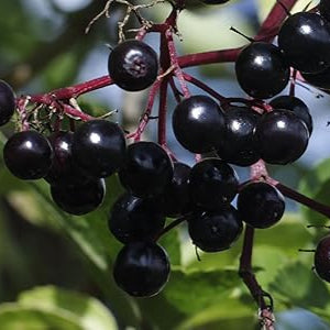 Elderberry fruit seeds for planting – Heirloom & Non-GMO garden seeds, immune-boosting berry variety
