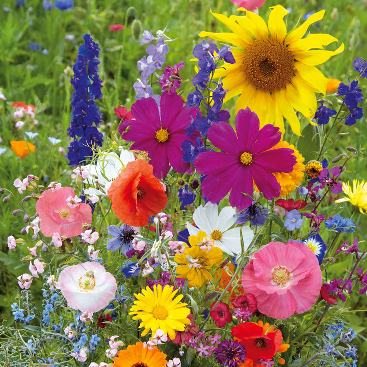 Florific Flower Seeds for Planting – High-Yield, Vibrant Seasonal Blooms