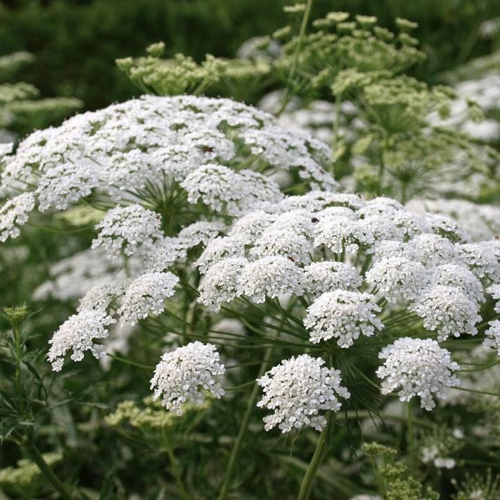 False Queen Anne&