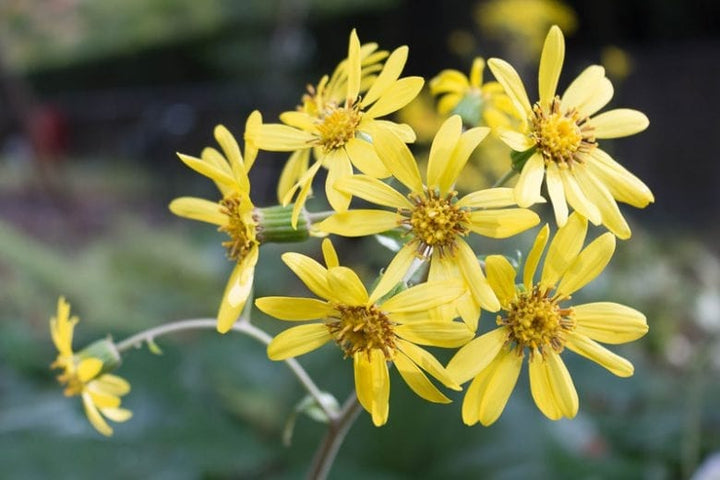 Farfugium Japonicum Flower Seeds for Planting – Heirloom Non-GMO, High Germination Organic Garden Seeds