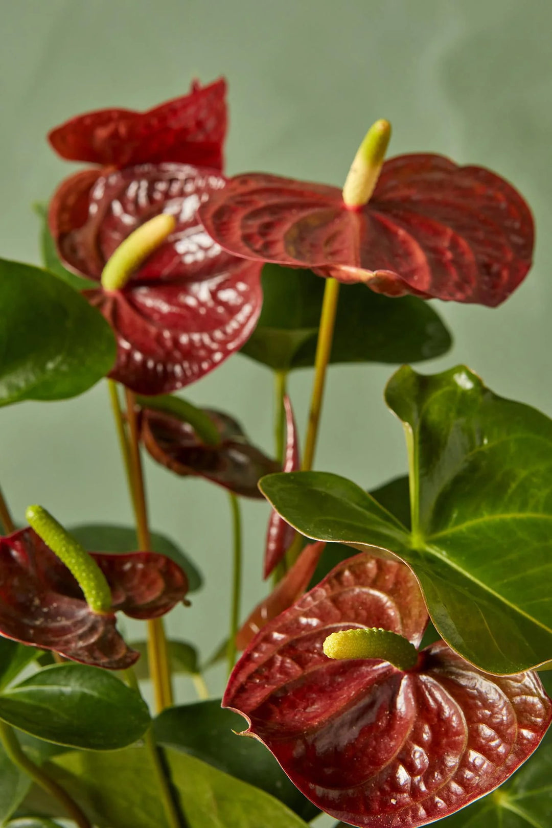 Brown Anthurium Flower Seeds for Planting 100 pcs – Heirloom Non-GMO High Germination Organic Garden Seeds