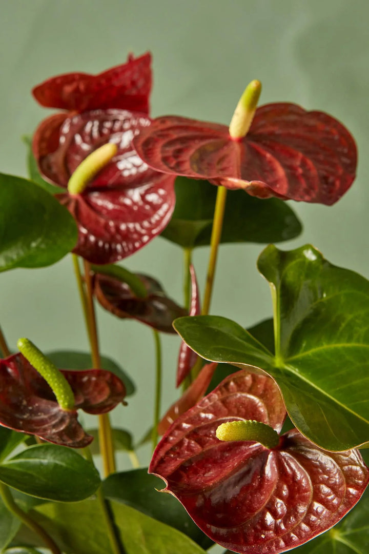 Brown Anthurium Flower Seeds for Planting 100 pcs – Heirloom Non-GMO High Germination Organic Garden Seeds