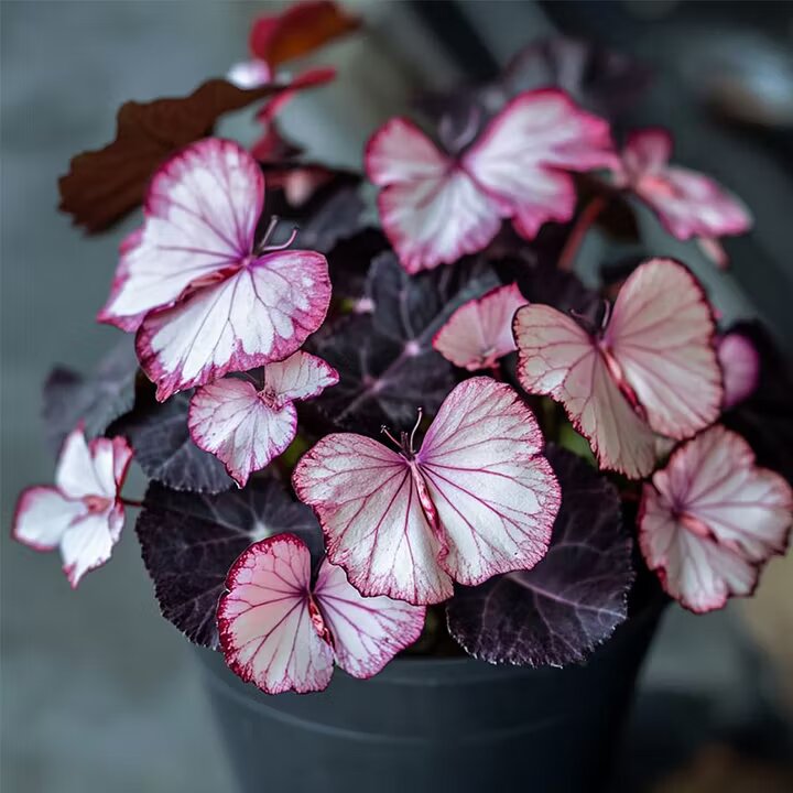 Grow Charming Pink &amp; White Begonia Blooms with Butterfly-Like Beauty
