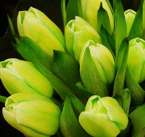Green Tulip Flower Seeds – Cottage Garden Essential, Heirloom &amp; Non-GMO Seeds for Planting Home Garden