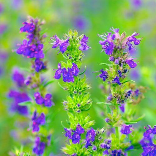 Blue Hyssop Herb Seeds for Planting – Heirloom, Non-GMO, Organic Garden Seeds with High Germination