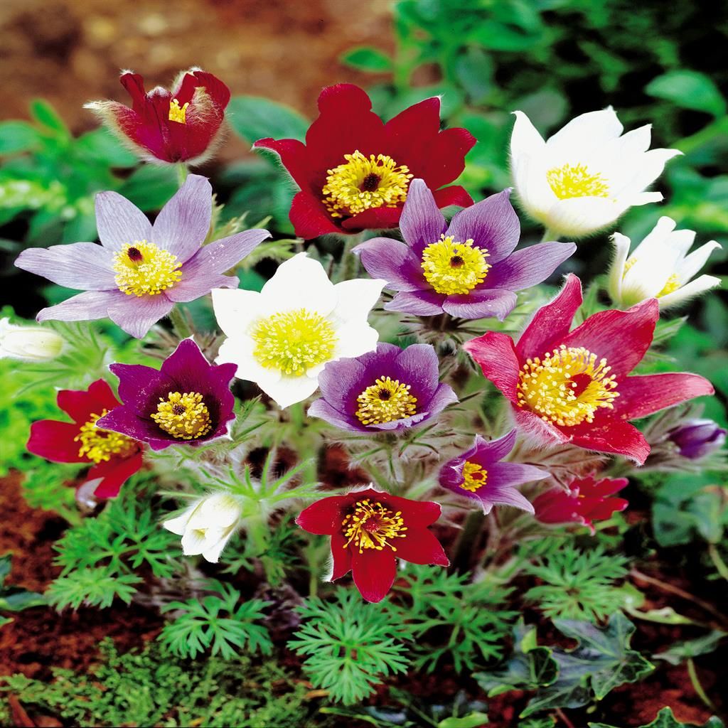 Mixed Anemone Pulsatilla Flower Seeds for Planting | Heirloom Non-GMO High Germination Organic Garden Seeds