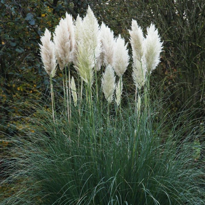 Pampas Plume White Feather Ornamental Grass Seeds for Planting – Heirloom, Non-GMO, High Germination Organic Garden Seeds