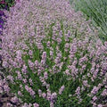 Pink Lavender Flower Seeds for Planting – Heirloom, Non-GMO Pollinator-Friendly Organic Garden Seeds