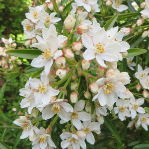 Flower Seeds, Seeds,Seeds For Planting,Plant Seeds