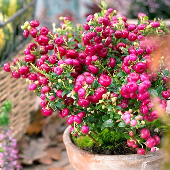 Pink Gaultheria Fruit Seeds for Planting – Heirloom Non-GMO Aromatic High Germination Organic Garden Berry Seeds