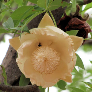 Flower Seeds, Seeds,Seeds For Planting,Plant Seeds