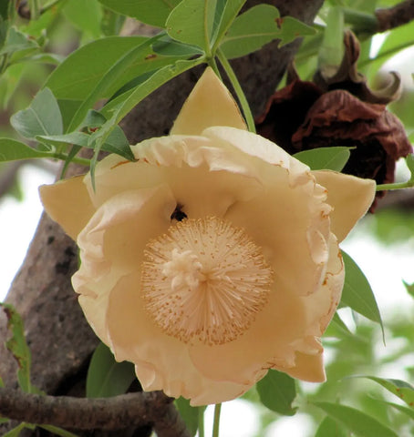 Flower Seeds, Seeds,Seeds For Planting,Plant Seeds