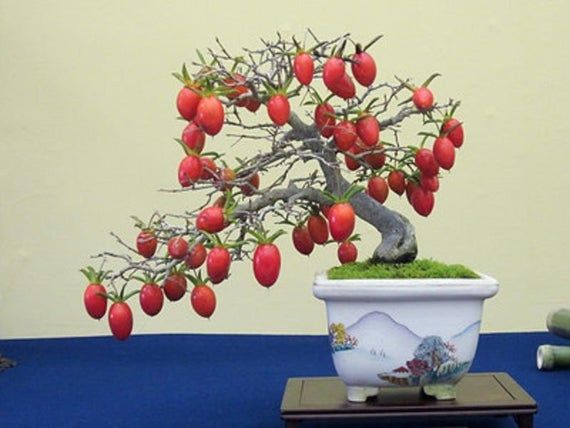 Red Rhombifolia Fruit Seeds for Planting – Heirloom, Non-GMO Ornamental Ground Cover Garden Seeds