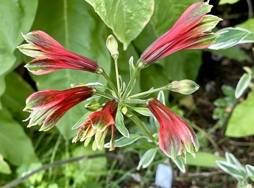 Red Alstroemeria Psittacina Flower Seeds for Planting – Heirloom, Non-GMO, High Germination