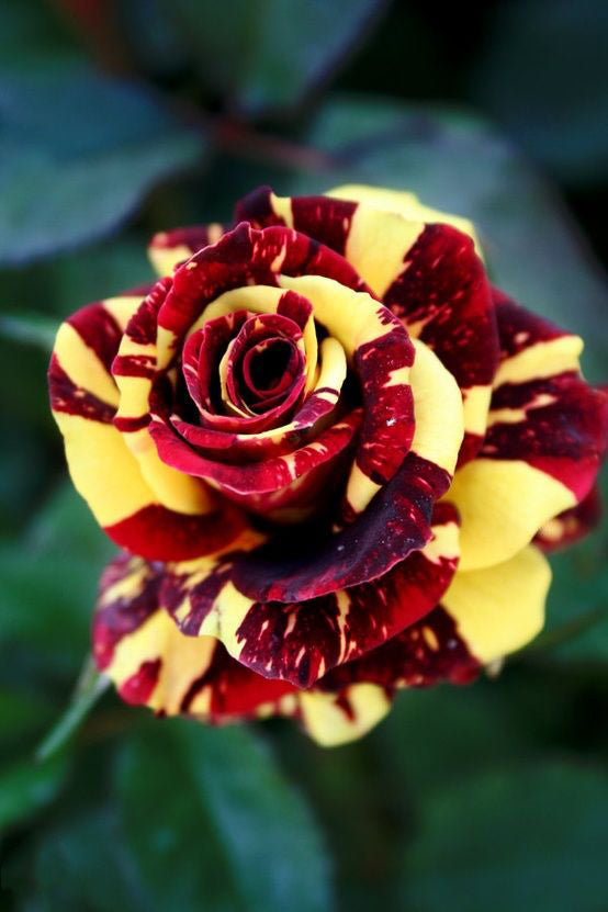 Maroon Yellow Rose Flower Seeds for Planting – Sun Loving, Heirloom & Non-GMO Organic Garden Seeds