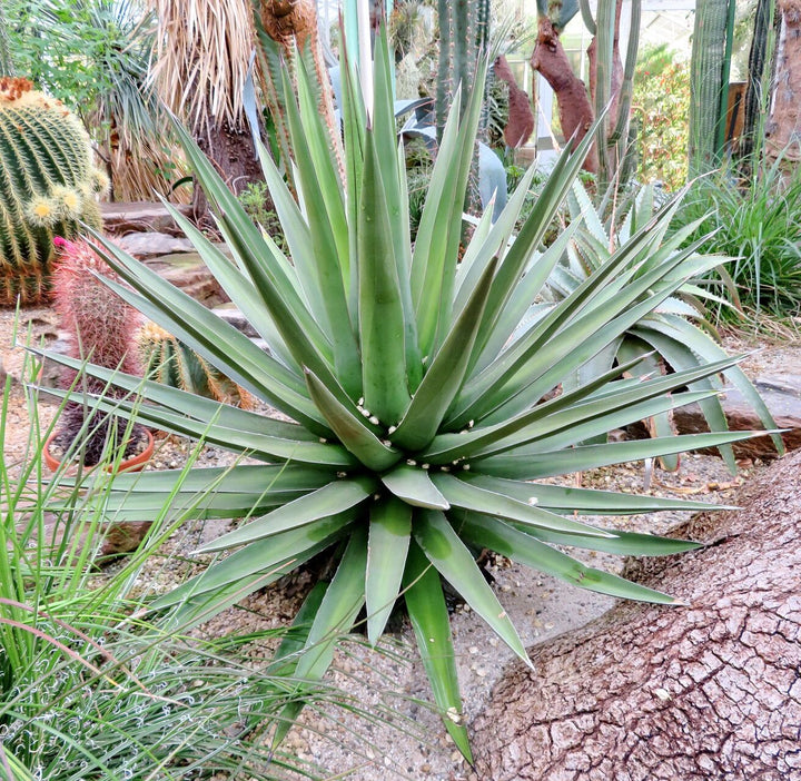 Green Agave Kerchovei Flower Seeds for Planting – Heirloom Non-GMO Seeds, High Germination, Organic Garden Seeds