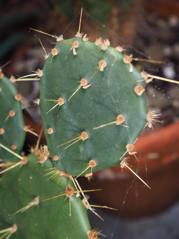 Green Opuntia Engelmannii seeds for planting - Heirloom & Non-GMO cactus fruit garden seeds