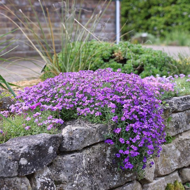 Purple Aubrieta Cascade Flower Seeds for Planting | Heirloom Non-GMO, High Germination Organic Garden Seeds
