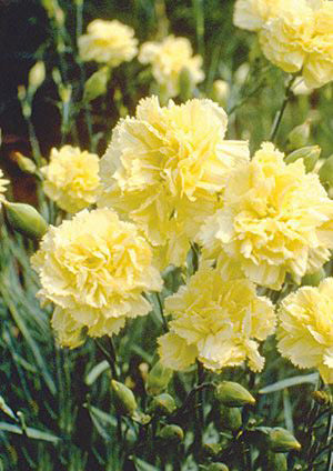 Light Yellow Carnation Flower Seeds for Planting | Heirloom, Non-GMO, High Germination, Organic Garden Seeds
