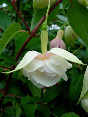 Fuchsia Green Flower Seeds for Planting - Heirloom Non-GMO High Germination Organic Garden Seeds