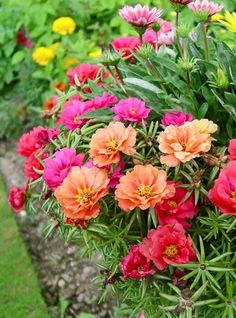 Mixed Mexican-Rose Heirloom Flower Seeds for Planting – Non-GMO, High Germination Organic Garden Seeds