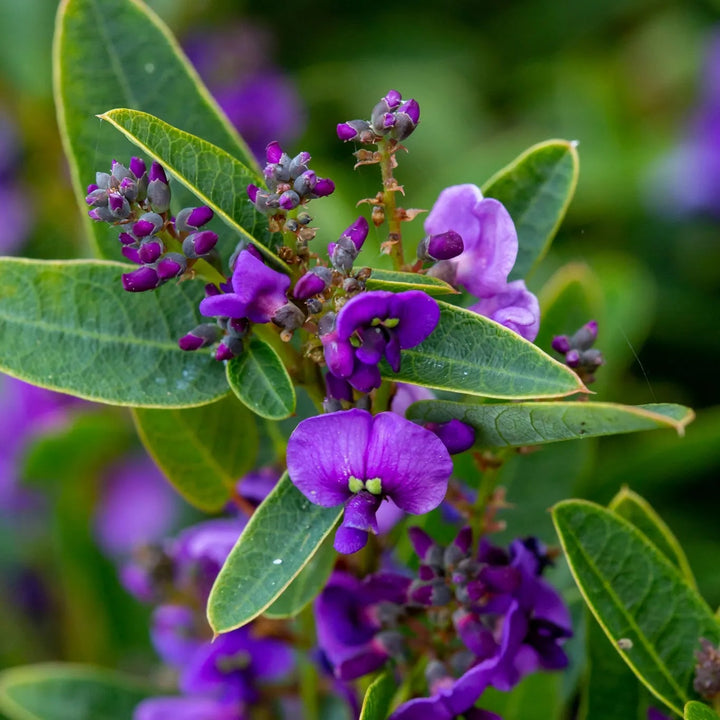 Hardenbergia Flower Seeds for Planting - Heirloom, Hardy, Non-GMO, High Germination Organic Garden Seeds