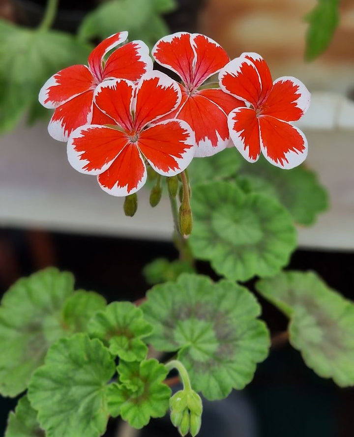 Light Red White Geranium Flower Seeds for Planting – Heirloom Non-GMO, High Germination Organic Garden Seeds