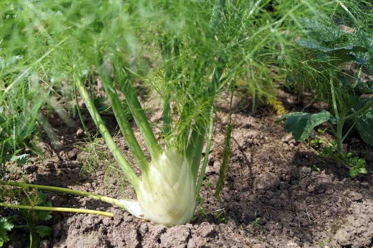White Fennel Seeds – Heirloom Non‑GMO Aromatic Vegetable Garden Seeds for Planting, Organic Garden Seeds